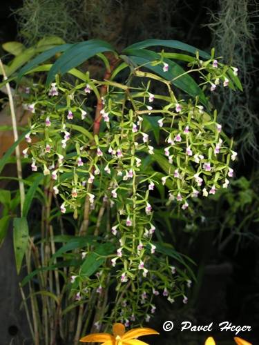 Epidendrum paniculatum